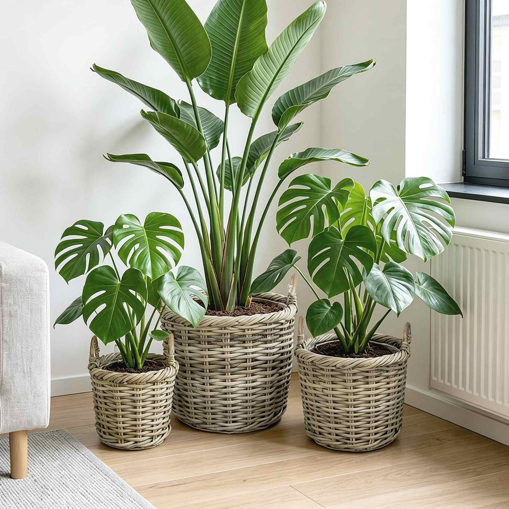 vidaXL Koszyk na rośliny GENDT 3 szt. Naturalna szarość Rattan Kubu
