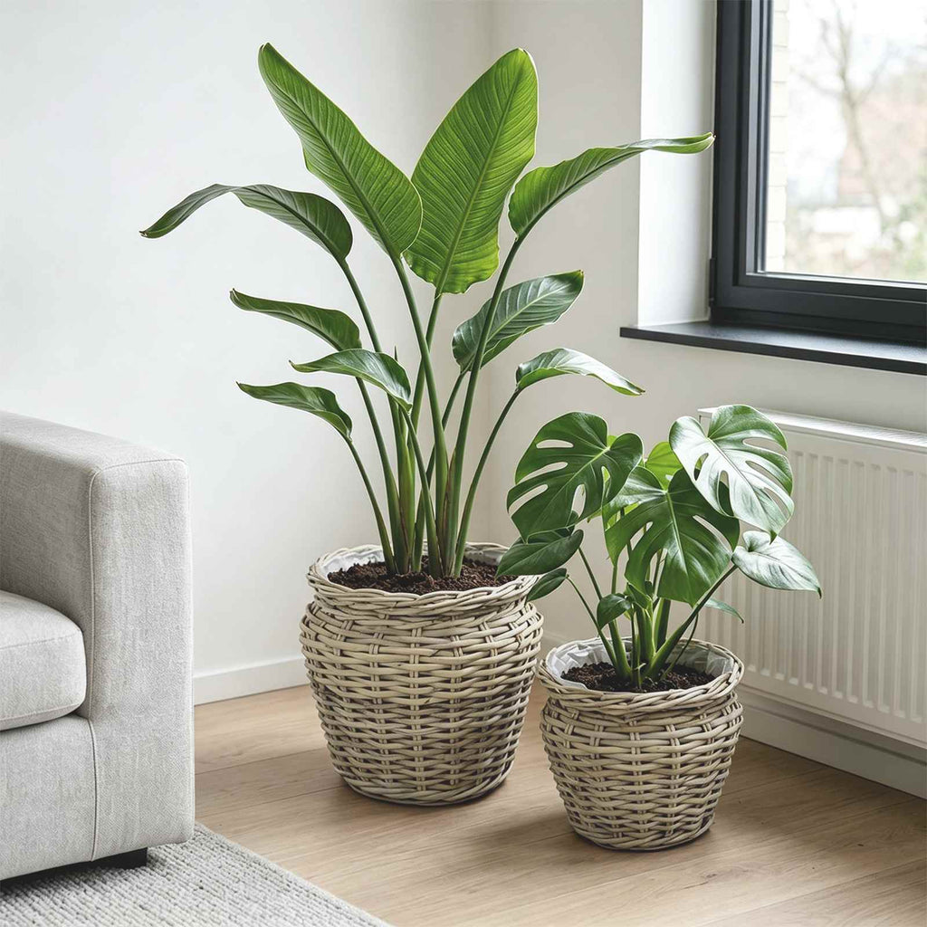 vidaXL Kosz na rośliny GENDT 2 szt. Naturalna szarość Rattan Kubu