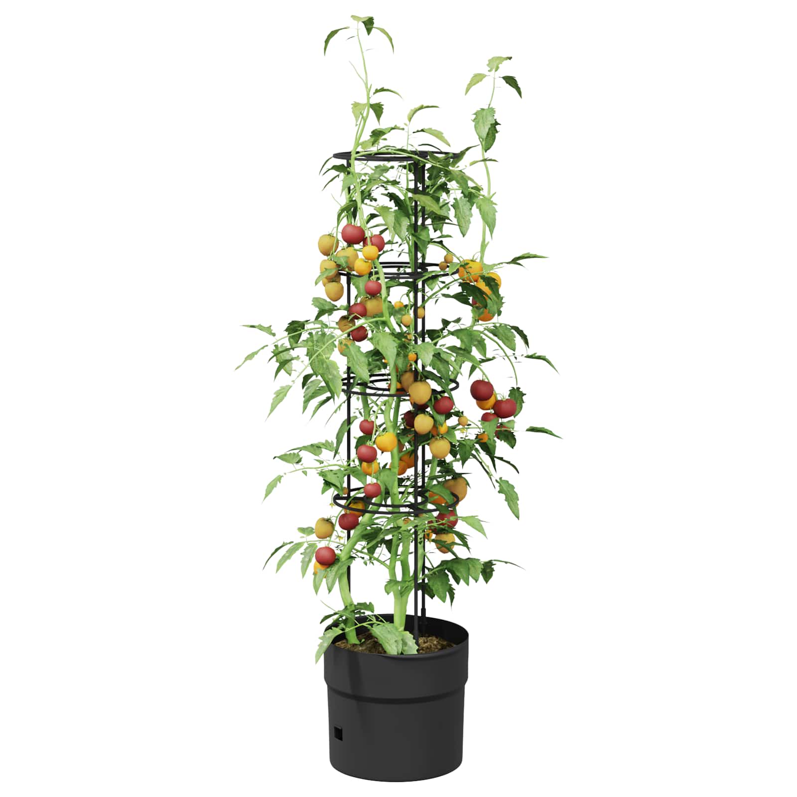 vidaXL Hodowca pomidorów Czarny Ø 32 x 127 cm PP